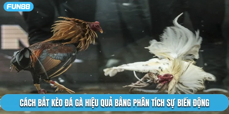 Cách bắt kèo đá gà hiệu quả bằng phân tích sự biến động