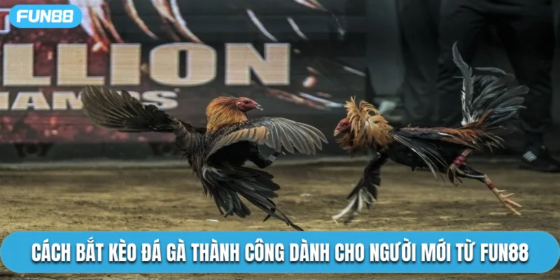 Cách Bắt Kèo Đá Gà Thành Công Dành Cho Người Mới Từ Fun88