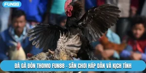 Đá Gà Đòn Thomo Fun88 - Sân Chơi Hấp Dẫn Và Kịch Tính
