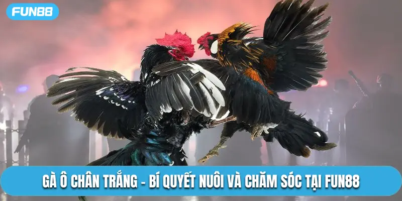 Gà Ô Chân Trắng – Bí Quyết Nuôi Và Chăm Sóc Tại Fun88