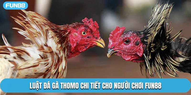 Luật đá gà Thomo chi tiết cho người chơi Fun88