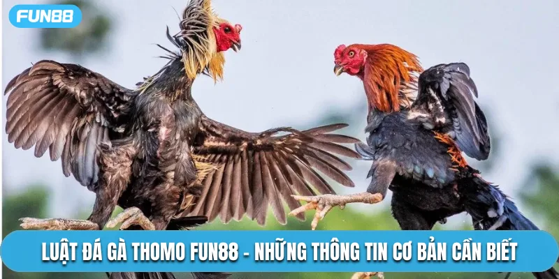 Luật Đá Gà Thomo Fun88 – Những Thông Tin Cơ Bản Cần Biết