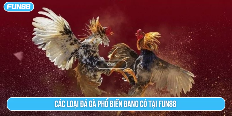 Các loại đá gà phổ biến đang có tại Fun88